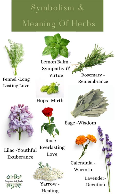 Witchy herb symbolism